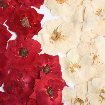 3-5 см./12 бр., Истинска два цвята корона на огнена роза, сухо цвете бяла роза, материал за нанасяне на лепило 